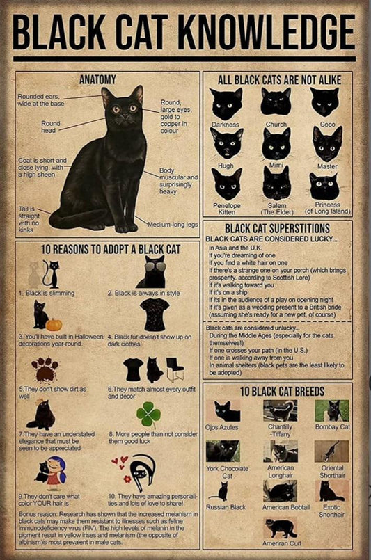 Black Cat Knowledge AI Created One of a Kind Digital Download Canvas Poster Wall Art DIY Printable DIY Craft Supply