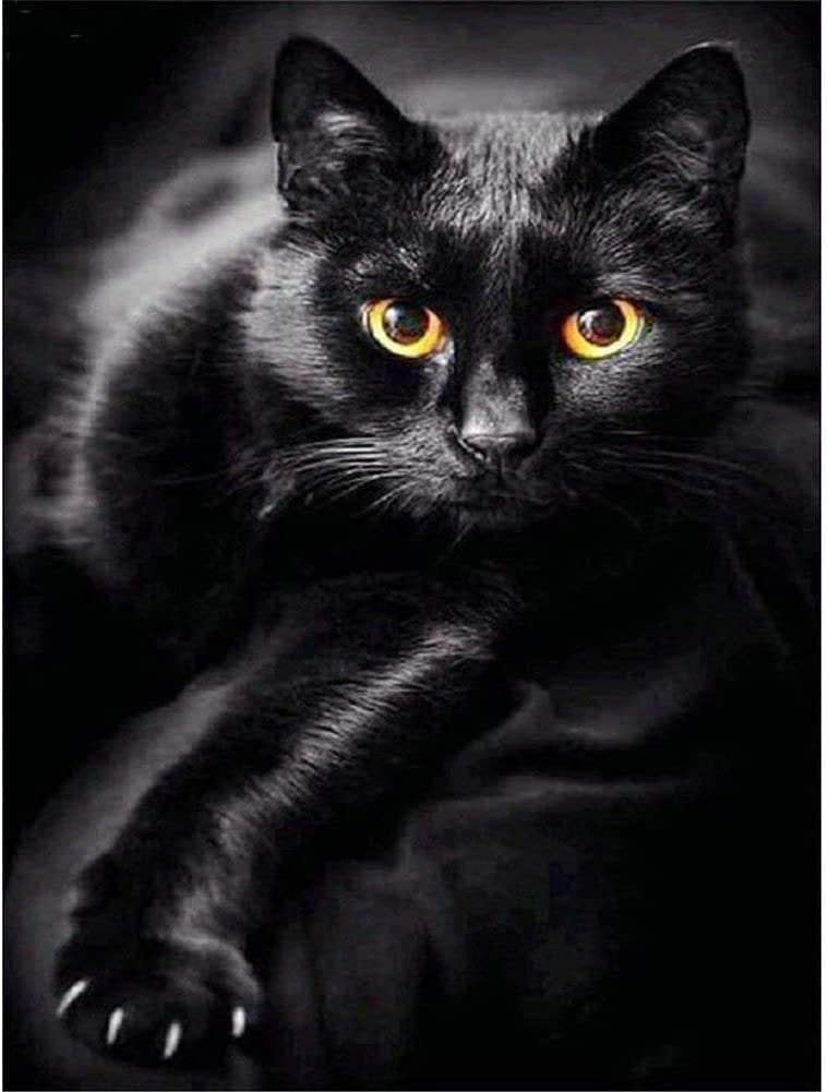 Black cat | 5d diamond diy art full drill embroidery painting kit | home wall art décor | 11.8x15.7in | the perfect relaxation gift idea