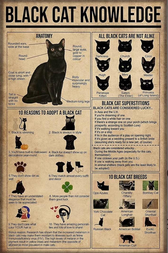 Black Cat Knowledge AI Created One of a Kind Digital Download Canvas Poster Wall Art DIY Printable DIY Craft Supply