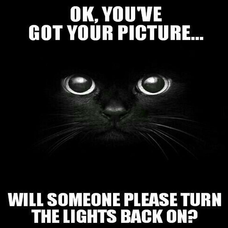 Black Cat Shenanigans: Light Up Your Life with AI-Powered Digital Art for Crafty Cat Lovers and Cottagecore Connoisseurs
