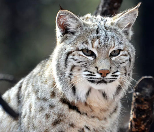 Canadian lynx out in the Wild - Hand Crafted One of A Kind - Digital Download Art Poster, Canvas Print, Wall Art, Cottage Core, DIY Art Gift