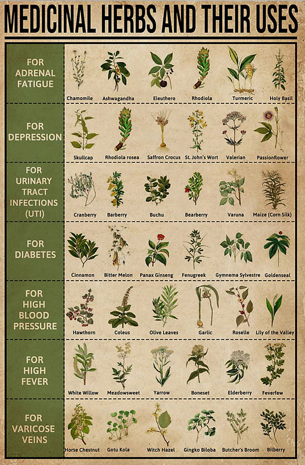 Medicinal Herbs And Their Uses For Adrenal Fatigue For Depression