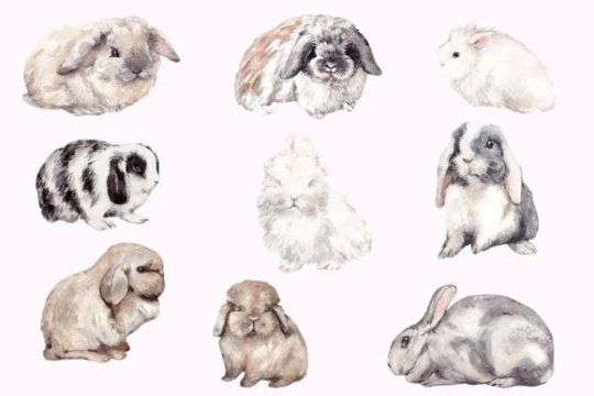 Watercolor Easter Bunny Clipart Graphic Cute Wall Decor can be printed in different size Lifetime access PERSONAL and LIMITED COMMERCIAL use