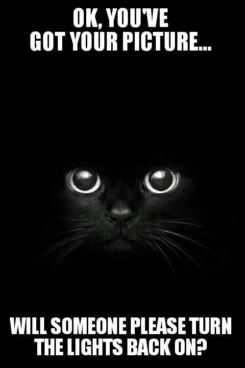 Black Cat - You Have Your Picture Turn On The Lights AI Enhanced Versatile Digital Designed Instant Download Fairycore Cottagecore DIY Craft