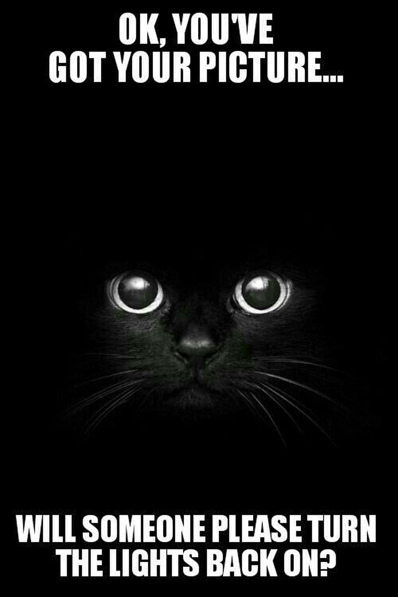 Black Cat - You Have Your Picture Turn On The Lights AI Enhanced Versatile Digital Designed Instant Download Fairycore Cottagecore DIY Craft
