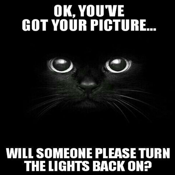 Black Cat - You Have Your Picture Turn On The Lights AI Enhanced Versatile Digital Designed Instant Download Fairycore Cottagecore DIY Craft